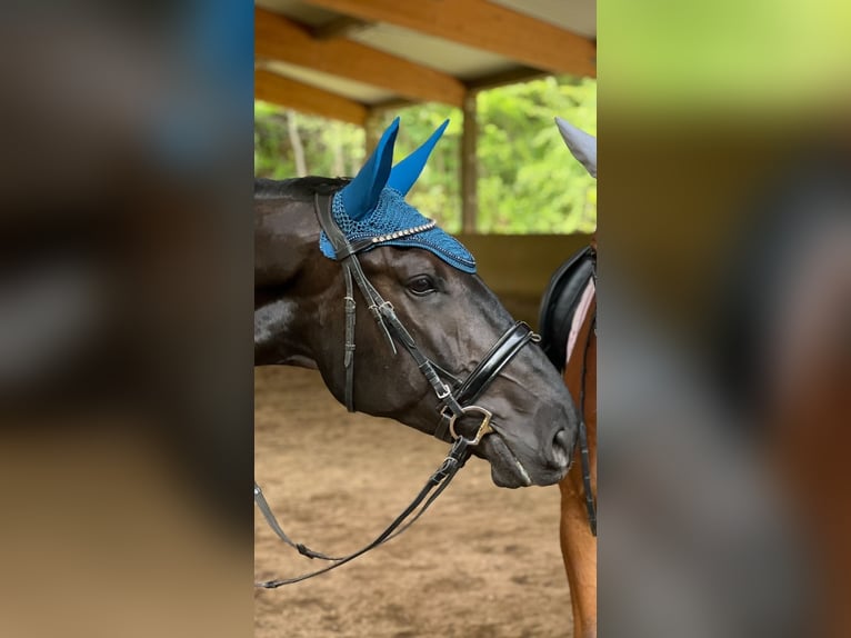Furioso Gelding 6 years 17 hh Black in Biebergem&#xFC;nd