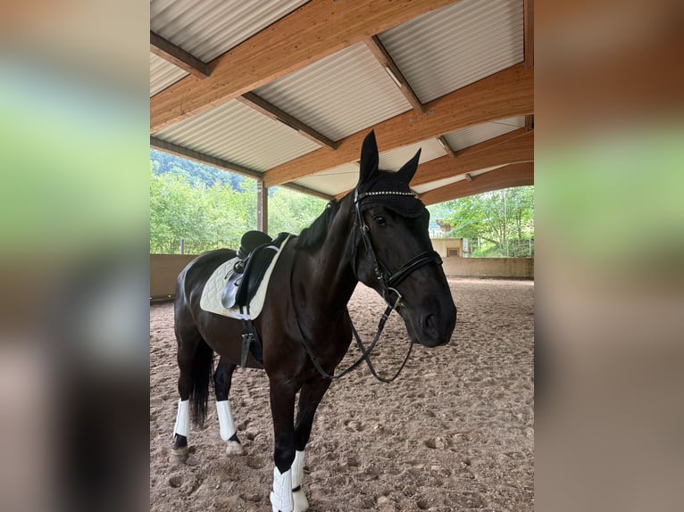Furioso Gelding 6 years 17 hh Black in Biebergem&#xFC;nd