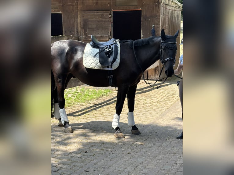 Furioso Gelding 6 years 17 hh Black in Biebergem&#xFC;nd