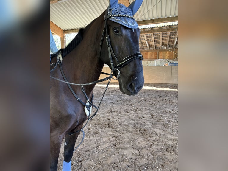Furioso Gelding 6 years 17 hh Black in Biebergem&#xFC;nd