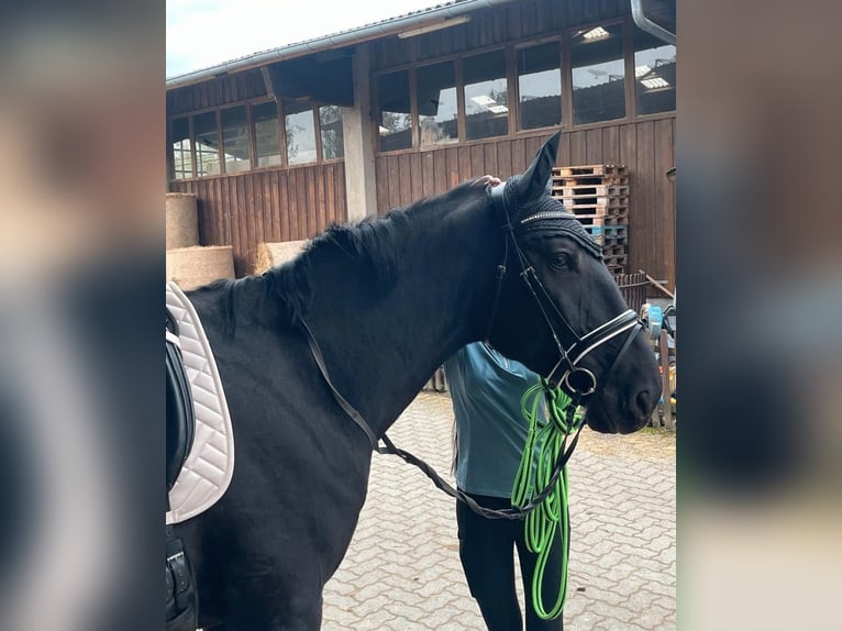 Furioso Gelding 6 years 17 hh Black in Biebergem&#xFC;nd