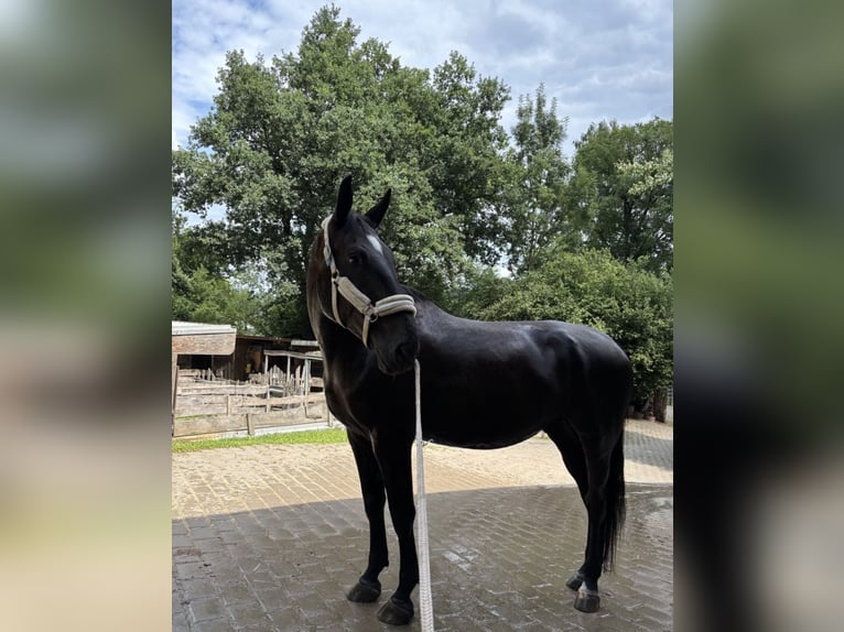 Furioso Gelding 6 years 17 hh Black in Biebergem&#xFC;nd