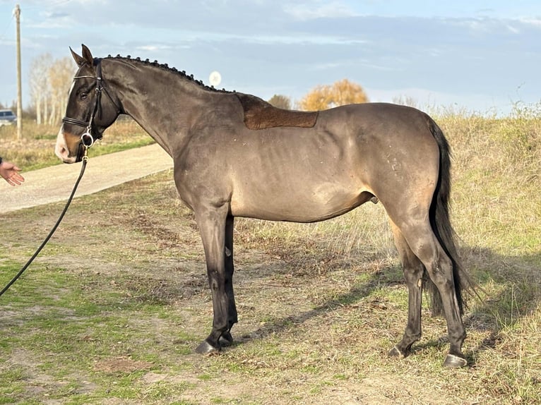 Furioso Gelding 7 years 16,2 hh in Szarvas