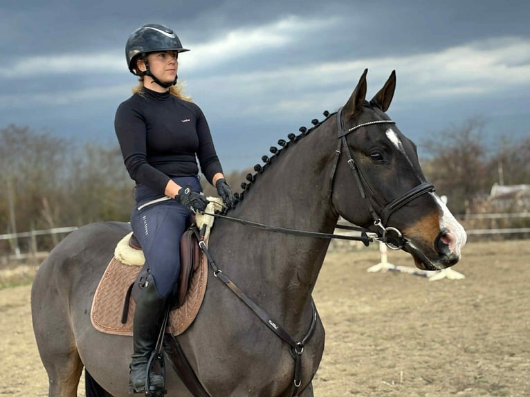 Furioso Gelding 7 years 16,2 hh in Szarvas