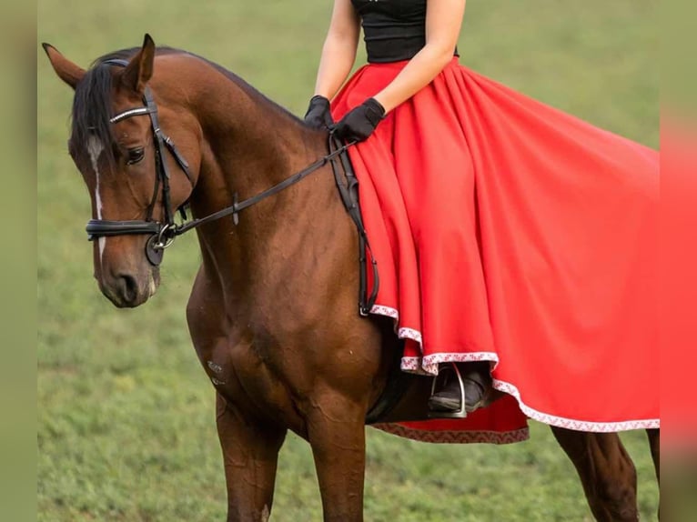 Furioso Mix Gelding 8 years 14,2 hh Bay in Biatorb&#xE1;gy