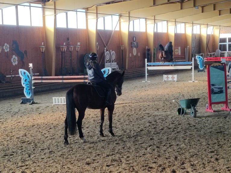 Furioso Gelding 9 years in Valea Crisului