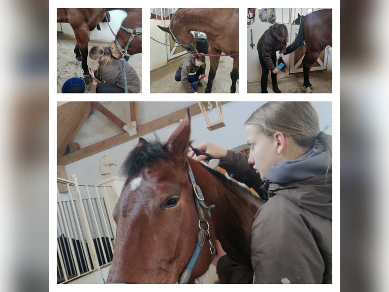 Furioso Gelding 9 years in Valea Crisului