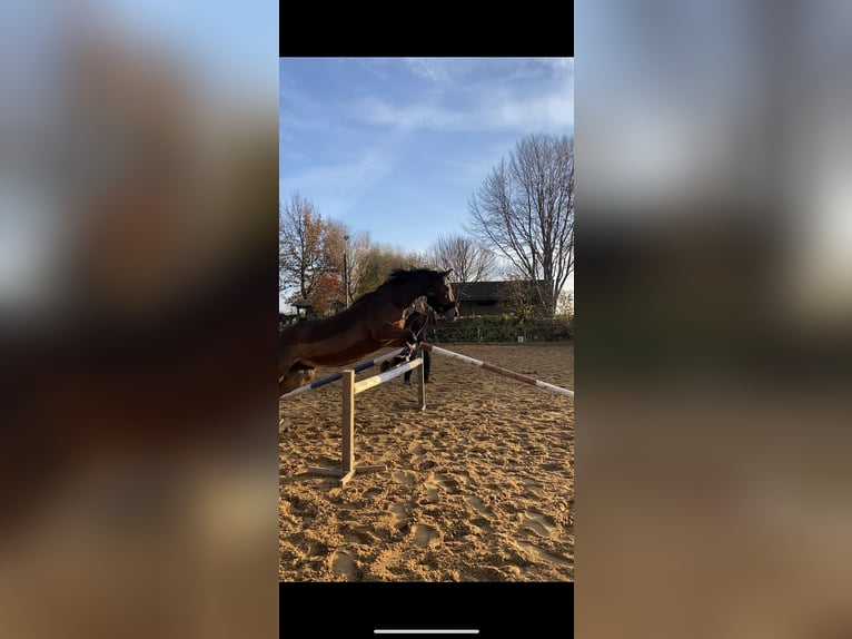 Furioso Giumenta 13 Anni 163 cm Baio in Oberding