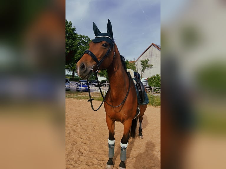 Furioso Giumenta 13 Anni 163 cm Baio in Oberding