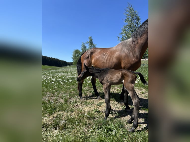 Furioso Giumenta 13 Anni 163 cm Baio in Oberding