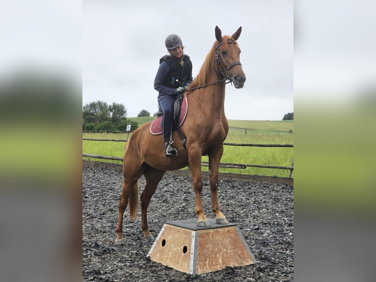 Furioso Giumenta 5 Anni 160 cm Sauro in Albaching