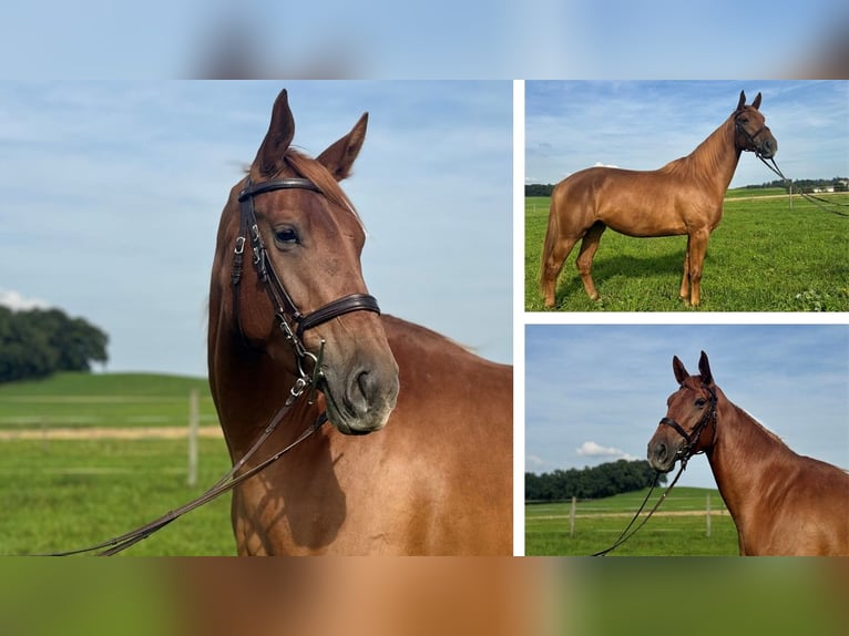 Furioso Giumenta 5 Anni 160 cm Sauro in Albaching