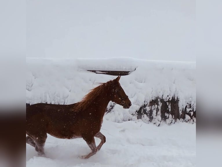 Furioso Giumenta 5 Anni 160 cm Sauro in Albaching