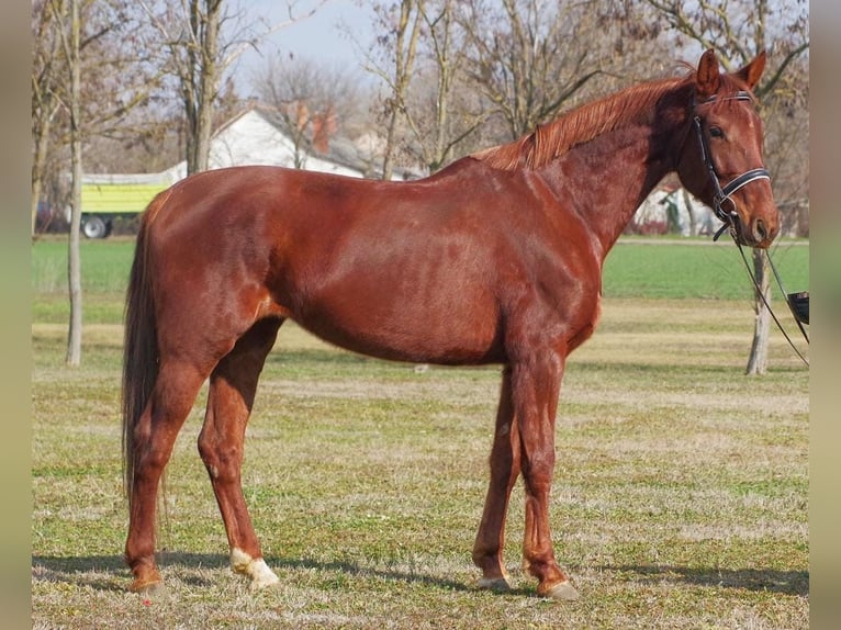 Furioso Giumenta 6 Anni 167 cm Sauro scuro in Berlin