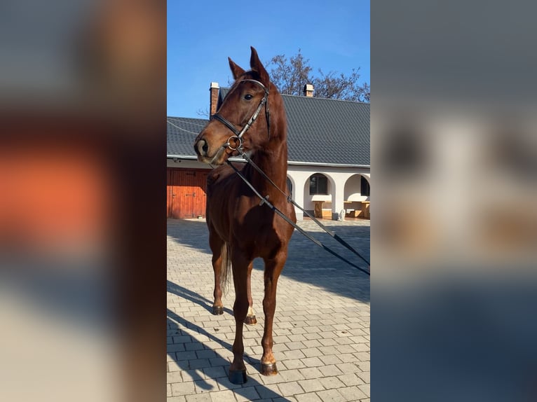 Furioso Giumenta 6 Anni 167 cm Sauro scuro in Berlin