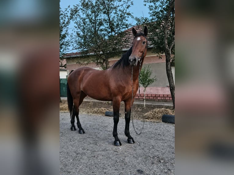 Furioso Giumenta 8 Anni 168 cm Baio in Gádoros