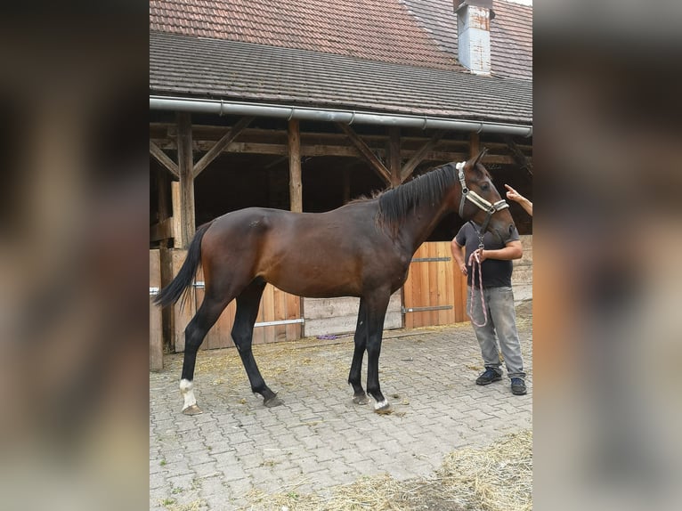 Furioso Hengst 2 Jaar 175 cm Bruin in Tettnang