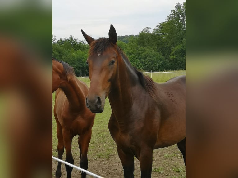 Furioso Hengst 2 Jaar 175 cm Bruin in Tettnang