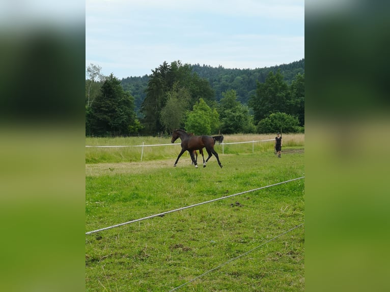 Furioso Hengst 2 Jaar 175 cm Bruin in Tettnang