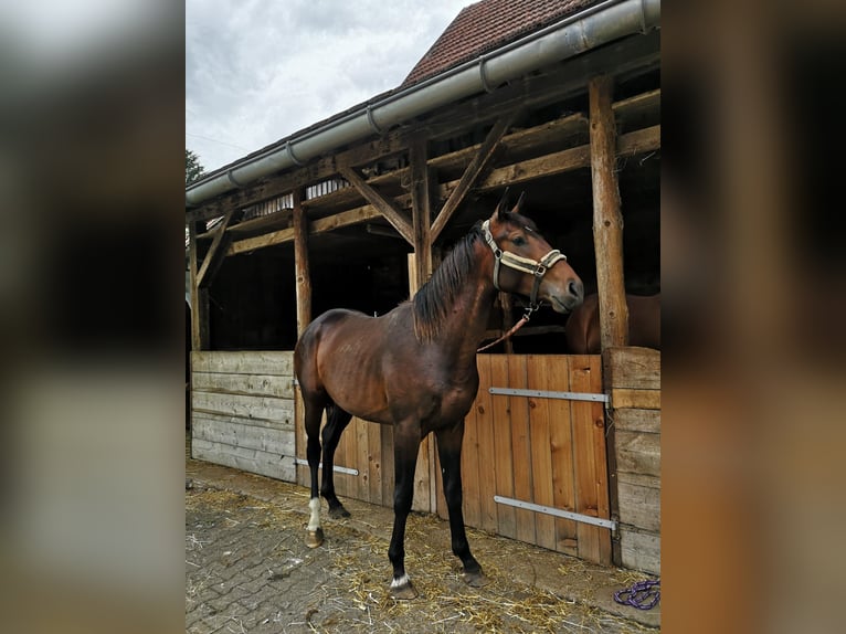 Furioso Hengst 2 Jahre 175 cm Brauner in Tettnang