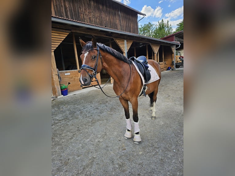 Furioso Hongre 14 Ans 165 cm Bai in Witzmannsberg