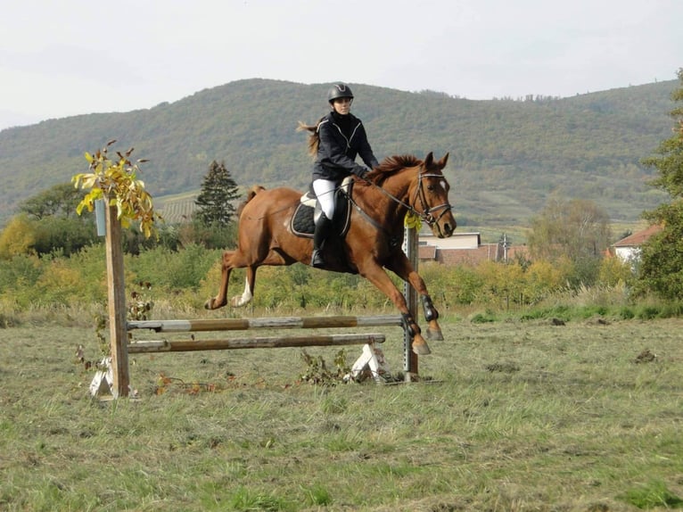 Furioso Hongre 17 Ans 165 cm Alezan in Csengeesima