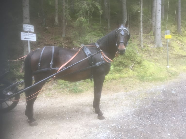 Furioso Hongre 17 Ans 170 cm Bai in gross gerungs