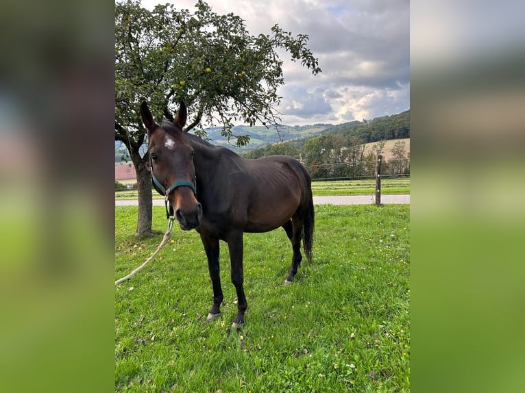 Furioso Hongre 18 Ans 172 cm Bai in Gutau