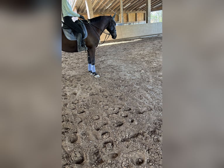 Furioso Hongre 6 Ans 173 cm Noir in Biebergem&#xFC;nd