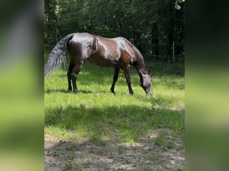 Furioso Hongre 6 Ans 173 cm Noir in Biebergem&#xFC;nd