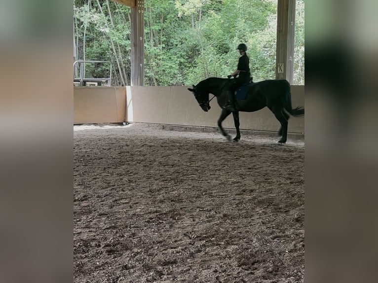 Furioso Hongre 6 Ans 173 cm Noir in Biebergem&#xFC;nd