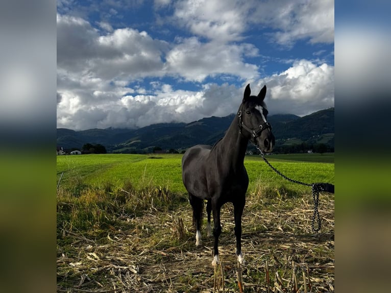 Furioso Jument 11 Ans 160 cm Noir in Kobenz Furioso Jument 11 Ans 160 cm Noir in Kobenz