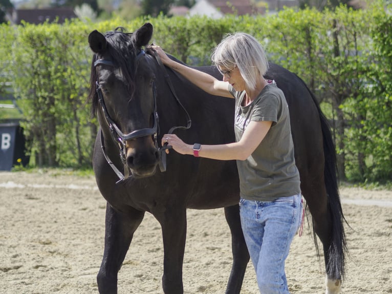 Furioso Jument 12 Ans 163 cm Bai brun in Zillingdorf