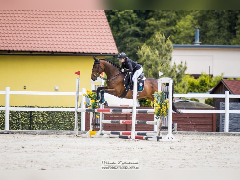 Furioso Jument 9 Ans 167 cm Bai brun in Kroměříž