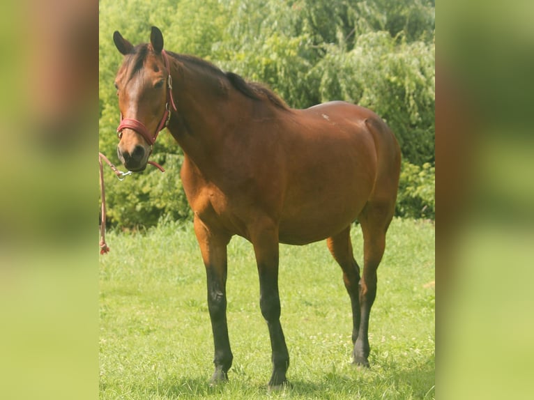 Furioso Klacz 21 lat 167 cm in Medina