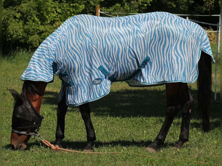 Furioso Klacz 21 lat 167 cm in Medina
