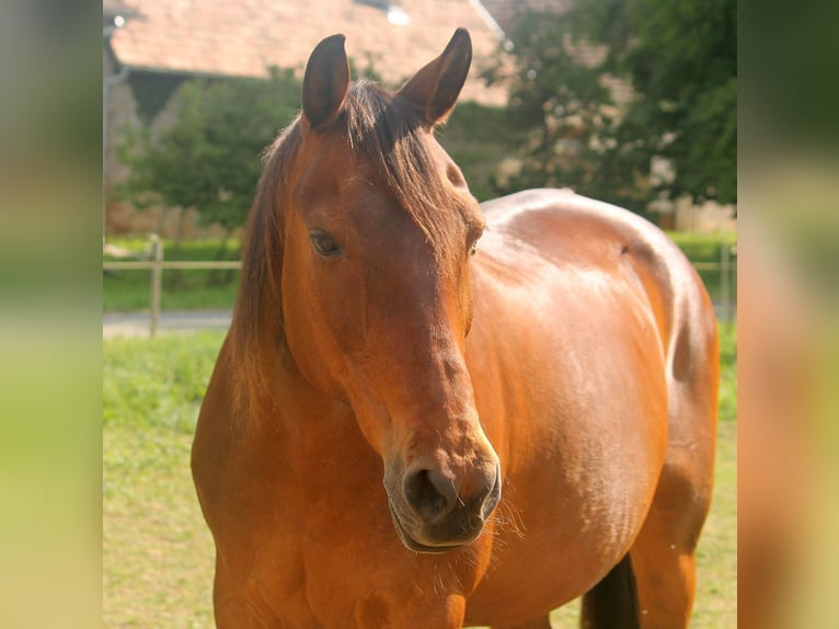 Furioso Klacz 21 lat 167 cm in Medina