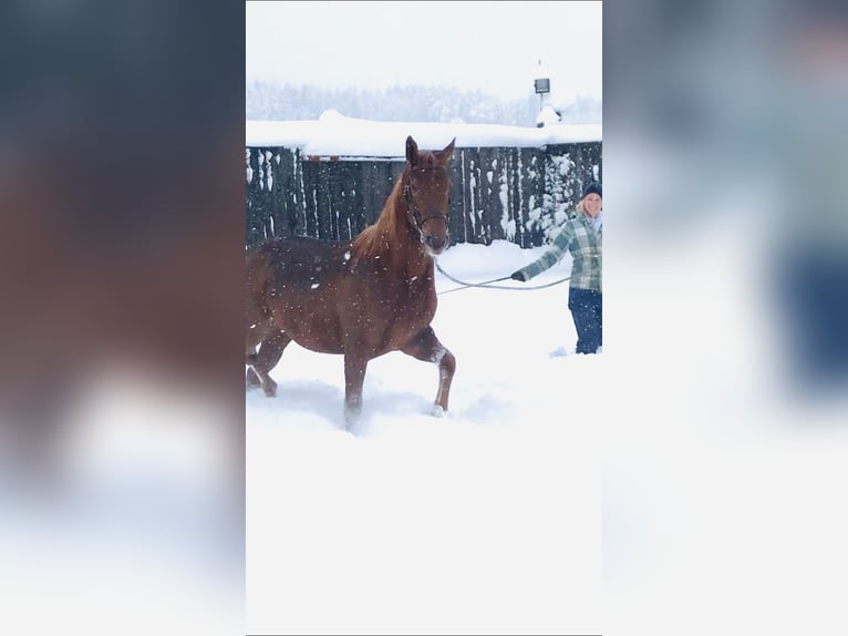 Furioso Klacz 5 lat 160 cm Kasztanowata in Albaching