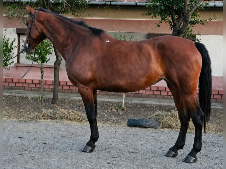 Furioso Klacz 8 lat 168 cm Gniada in Gádoros