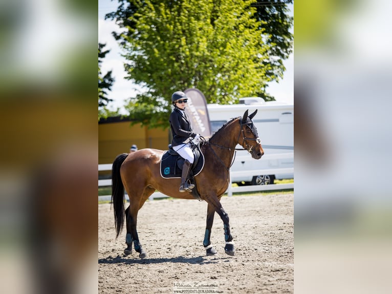 Furioso Klacz 9 lat 167 cm Ciemnogniada in Kroměříž