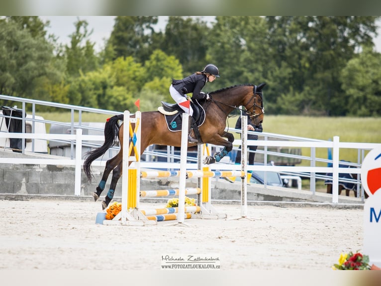 Furioso Klacz 9 lat 167 cm Ciemnogniada in Kroměříž