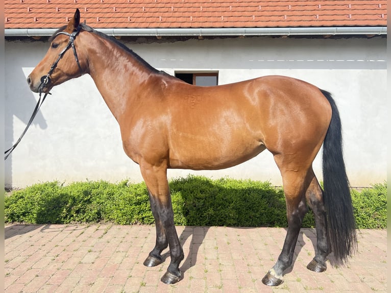 Furioso Klacz 9 lat 168 cm Gniada in Dunaföldvár