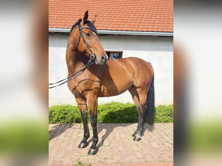 Furioso Klacz 9 lat 168 cm Gniada in Dunaföldvár