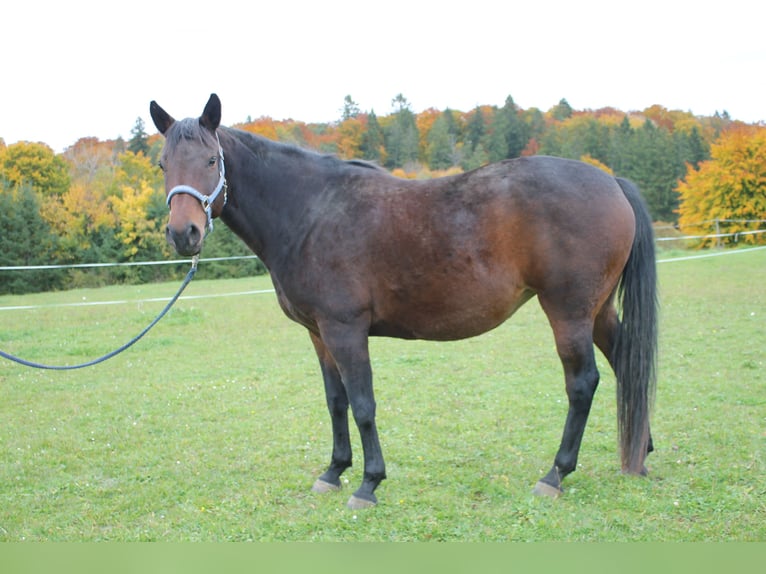 Furioso Mare 10 years 15,1 hh Brown in Stetten am kalten Markt