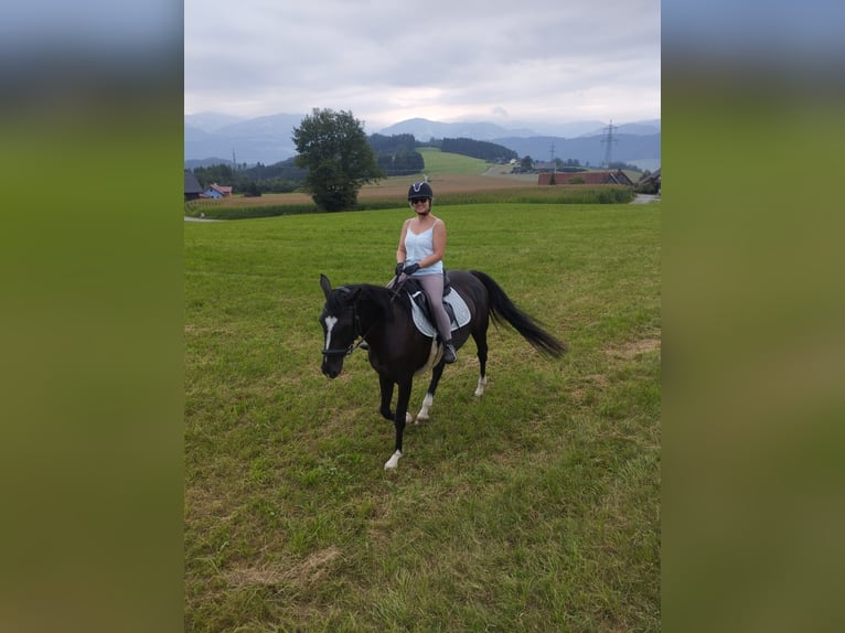 Furioso Mare 11 years 15,2 hh Black in Kobenz