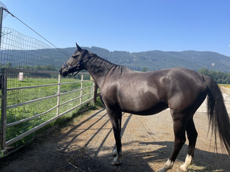 Furioso Mare 11 years 15,2 hh Black in Kobenz