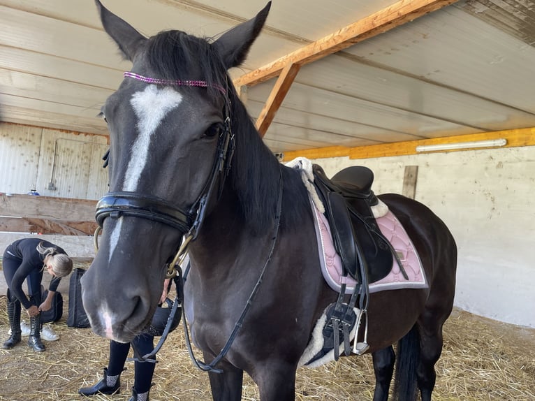 Furioso Mare 11 years 15,2 hh Black in Kobenz