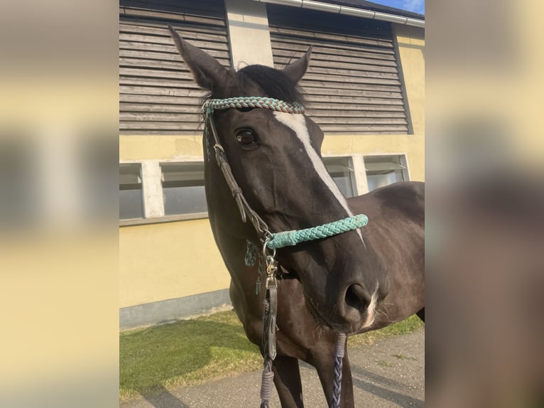 Furioso Mare 11 years 15,2 hh Black in Kobenz