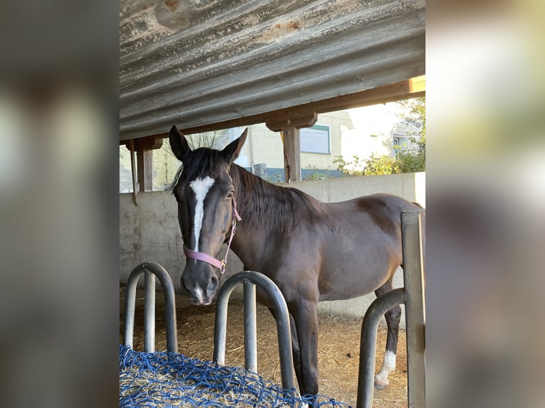 Furioso Mare 11 years 15,2 hh Black in Kobenz Furioso Mare 11 years 15,2 hh Black in Kobenz