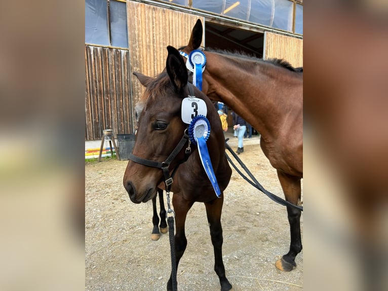 Furioso Mare 13 years 16 hh Brown in Oberding